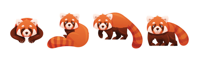 Wall Mural - adorable red panda as small fluffy mammal with dense reddish-brown fur and ringed tail in different 