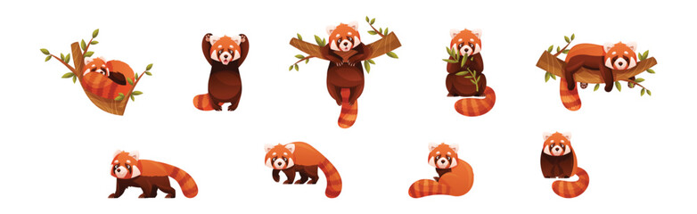 Wall Mural - adorable red panda as small fluffy mammal with dense reddish-brown fur and ringed tail in different 