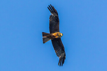 eagle in flight