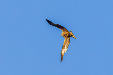 Canvas Print - eagle in flight