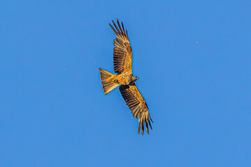 Wall Mural - eagle in flight