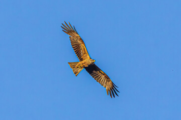 Sticker - eagle in flight