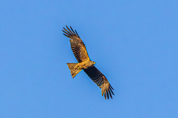 Poster - eagle in flight