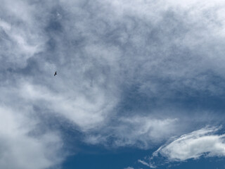 Wall Mural - storm clouds and bird in flight