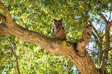 The great horned owl (Bubo virginianus) resting in tree.