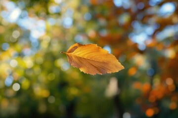 Canvas Print - a leaf in autumn by james mccormick