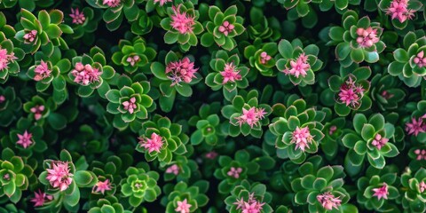 Wall Mural - A close up of a green bush with pink flowers. The flowers are small and clustered together