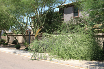 Split broken fallen Palo Verde tree due to dark trunk rot during excessive summer heat days in Phoenix, Arizona (Fabaceae Parkinsonia Microphyllum)