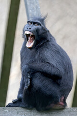 Wall Mural - crested macaque (macaca nigra) in natural habitat