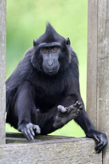 Wall Mural - crested macaque (macaca nigra) in natural habitat