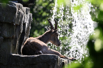 Canvas Print - Alpine ibex at nature view