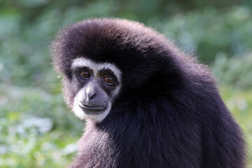 Wall Mural - lar gibbon (Hylobates lar), also known as the white-handed gibbon, an endangered primate in the gibbon family, Hylobatidae.