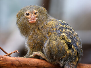 Sticker - The western pygmy marmoset (Cebuella pygmaea)