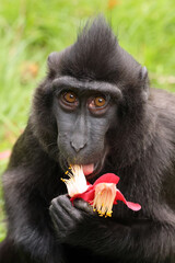 Wall Mural - crested macaque (macaca nigra) in natural habitat