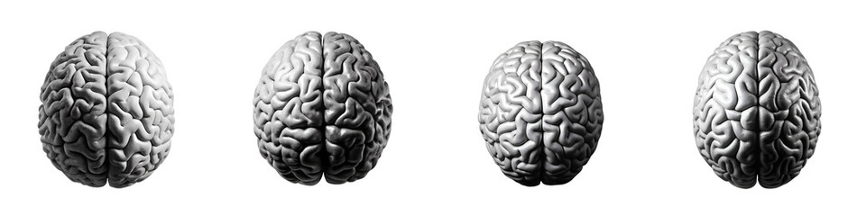 gray human brain set isolated on transparent background png file