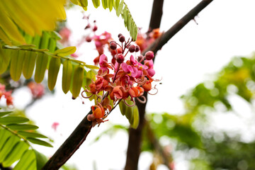 Wall Mural - Blooming pink cassia grandis flower on tree