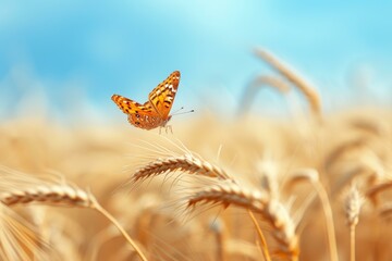 Poster - Close-up of a vibrant butterfly perched on a golden wheat ear with a clear blue background