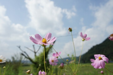 field of flowers