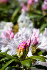 Closeup of pale pink flowers on a rhododendron blooming on a sunny spring day, as a nature background
