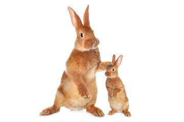 Wall Mural - Mother rabbit and baby bunny isolated on white