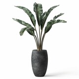 very tall plant pot photography on white background