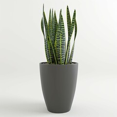 Wall Mural - very tall plant pot photography on white background