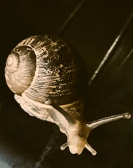 Wall Mural - Snail