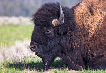 Wall Mural - american bison