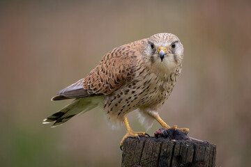 Poster - An alert female kestrel is perched on the top of a post eating a small rodent. He is staring at the camera