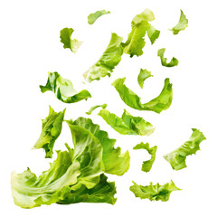 Wall Mural - Falling fresh green lettuce salad leaves isolated on transparent white background, clipping path