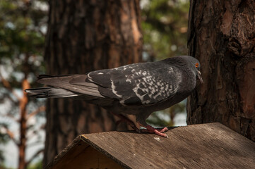 A pigeon sits in a bird feeder on a tree in a park on a spring day. Wildlife and birds concept. Close-up