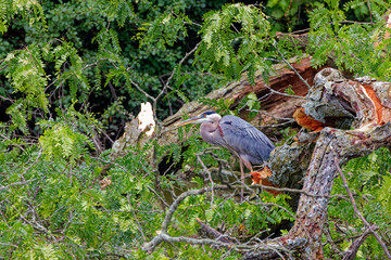 Wall Mural - Great blue heron (Ardea herodias) hiden  on tree 