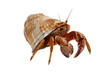 © Suritong - Close-up image of a hermit crab in detail, showcasing its protective shell and intricate features on a white background.
