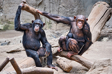 Canvas Print - Westafrikanischer Schimpanse ( Pan troglodytes verus ).
