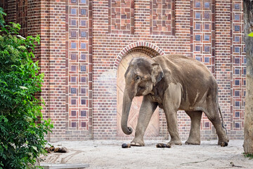 Poster - Asiatischer Elefant ( Elephas maximus indicus ).