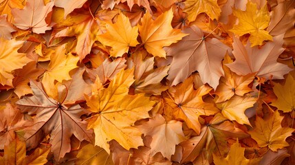 autumn background