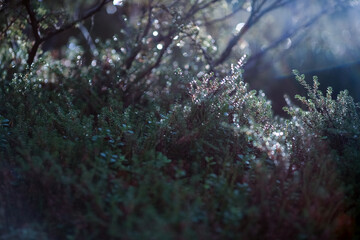 Poster - Autumn plants in the forest