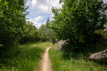 Wall Mural - path in the forest