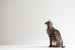 © song - Cat Posing on White Background with Blank Space