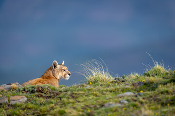 Canvas Print - Puma with catchlight lies on grassy ridge