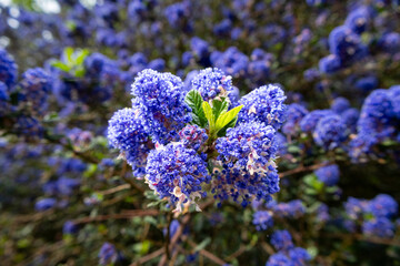 Canvas Print - close up of flowers in the garden