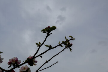 Poster - pink cherry tree blossom