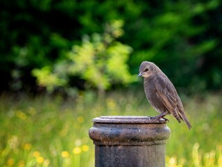 Sticker - Young starling perched in a garden