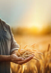 Wall Mural - photo of a dusty farmer hand holding rice grain plant, agriculture background, copy space.