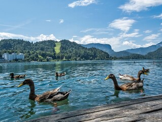 Wall Mural - lake bled slovenia