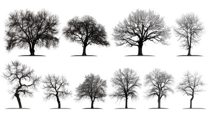 Wall Mural - Cut out Collection tree from its original background and replace it with a white background to facilitate selection