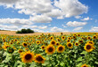 © Anastasiia Malinich - Yellow flowers sunflowers on field on background blue sky with white clouds