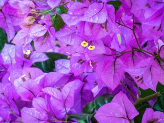 Wall Mural - flower