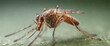 © triocean - Macro of mosquito on the human skin