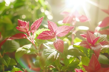 Close-up of vibrant pink leaves with sunlight streaming through, showcasing detailed textures and bright colors